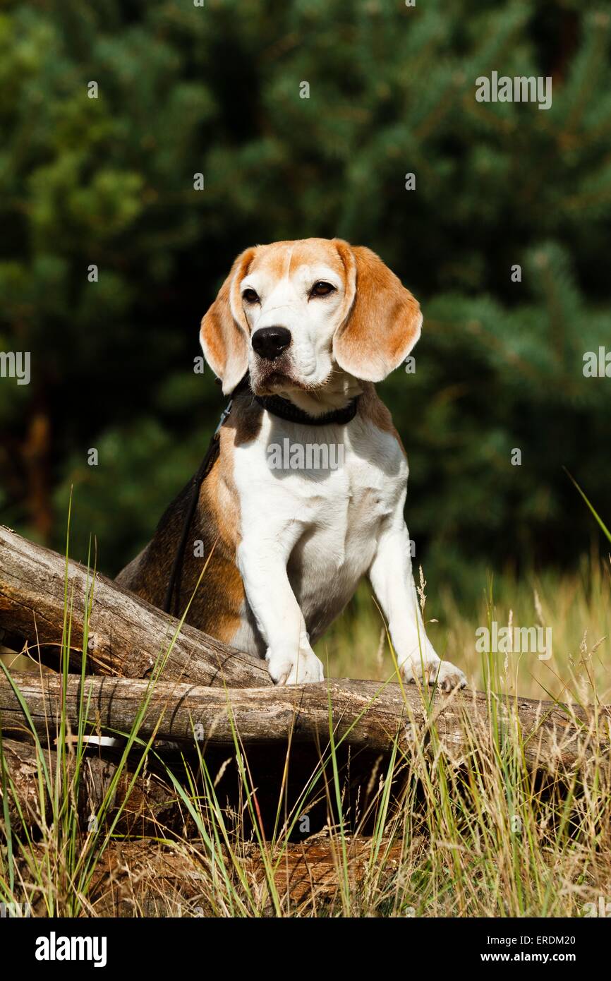 Beagle Stock Photo