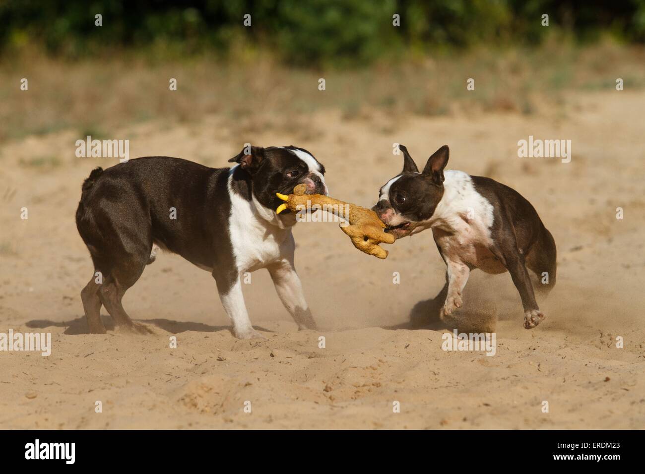 playing Boston Terrier Stock Photo