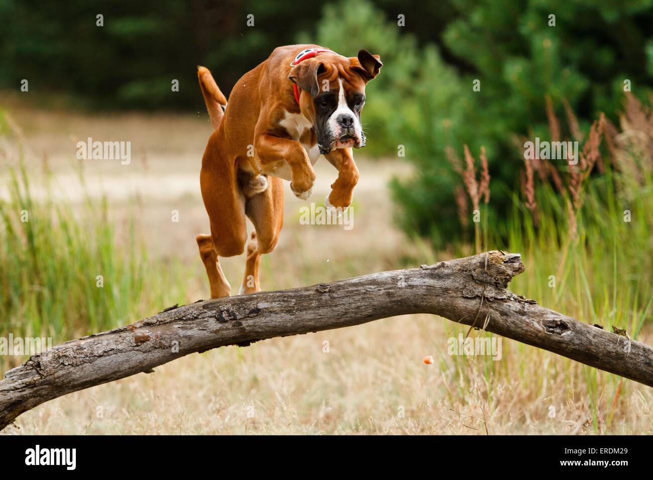jumping German Boxer Stock Photo