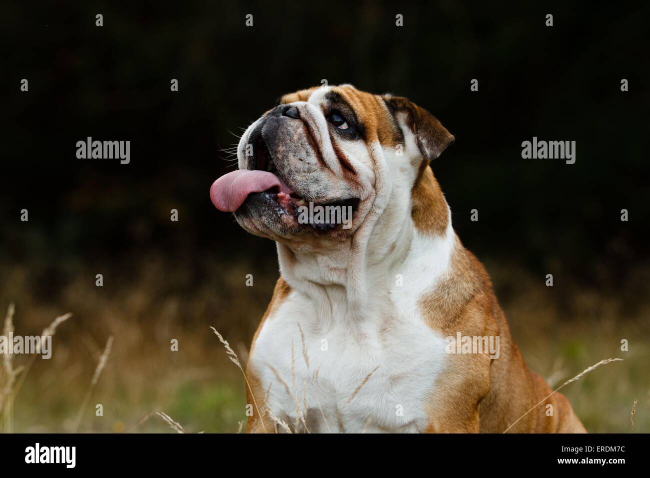English Bulldog Portrait Stock Photo