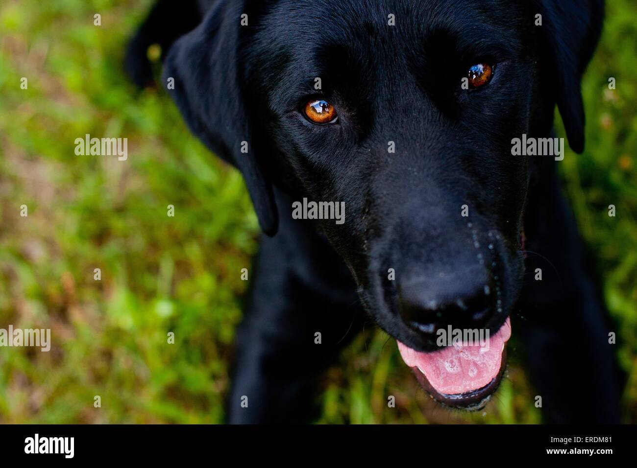 Labrador Retriever Portrait Stock Photo - Alamy