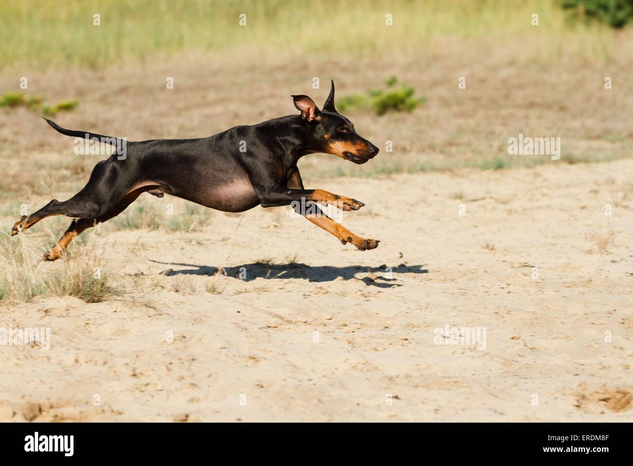 running Manchester Terrier Stock Photo