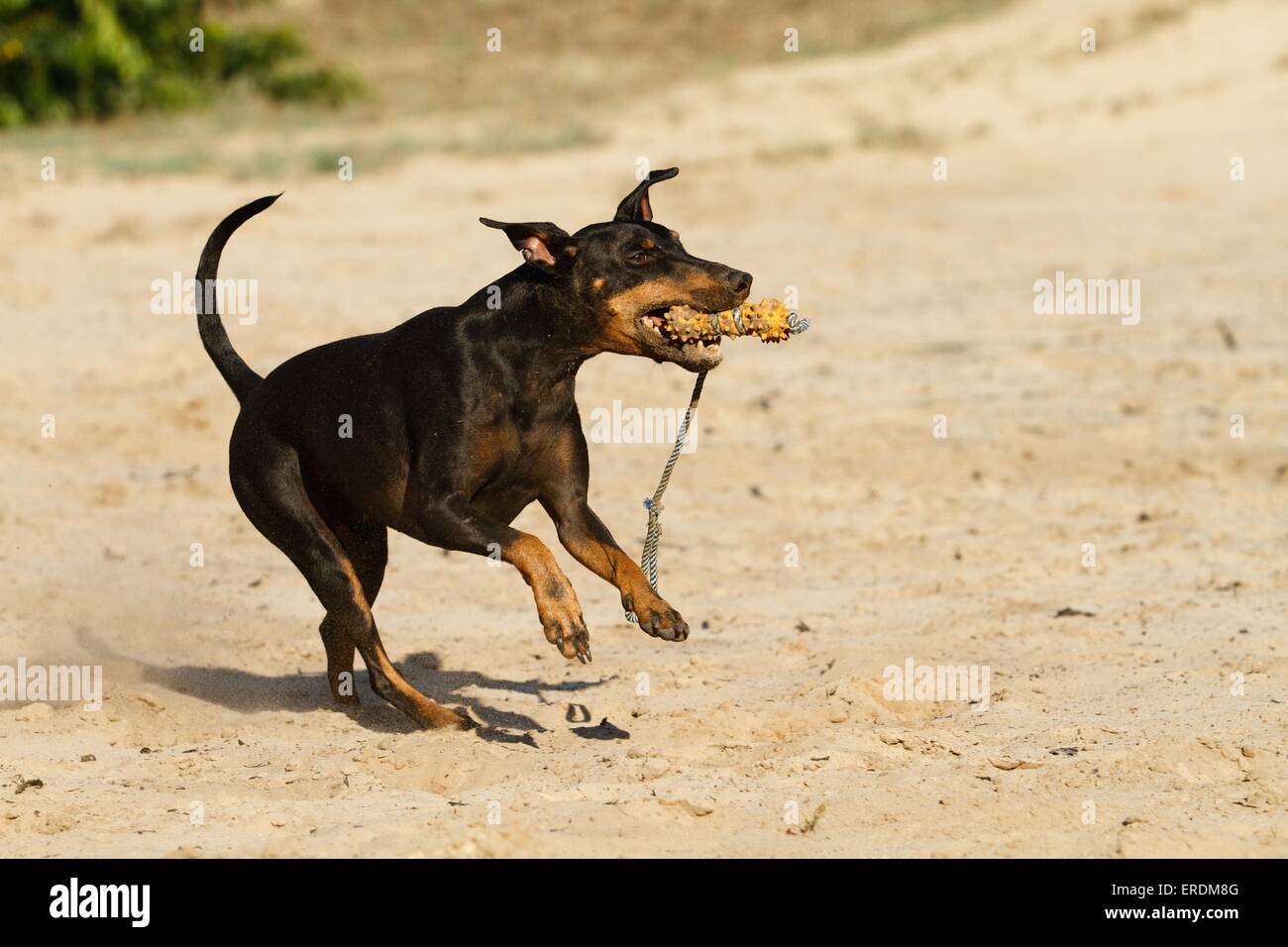 playing Manchester Terrier Stock Photo