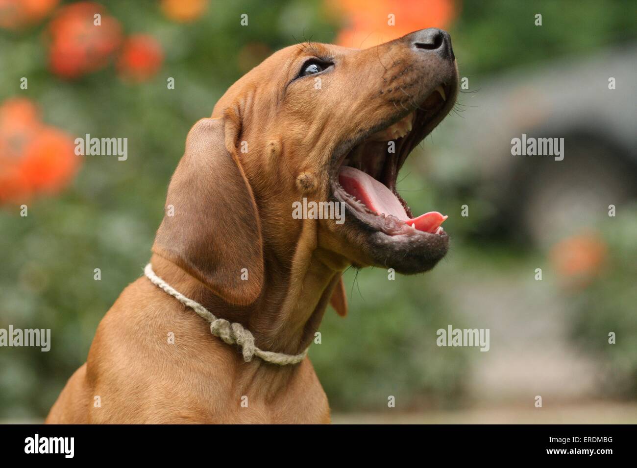 Rhodesian Ridgeback Puppy Stock Photo - Alamy