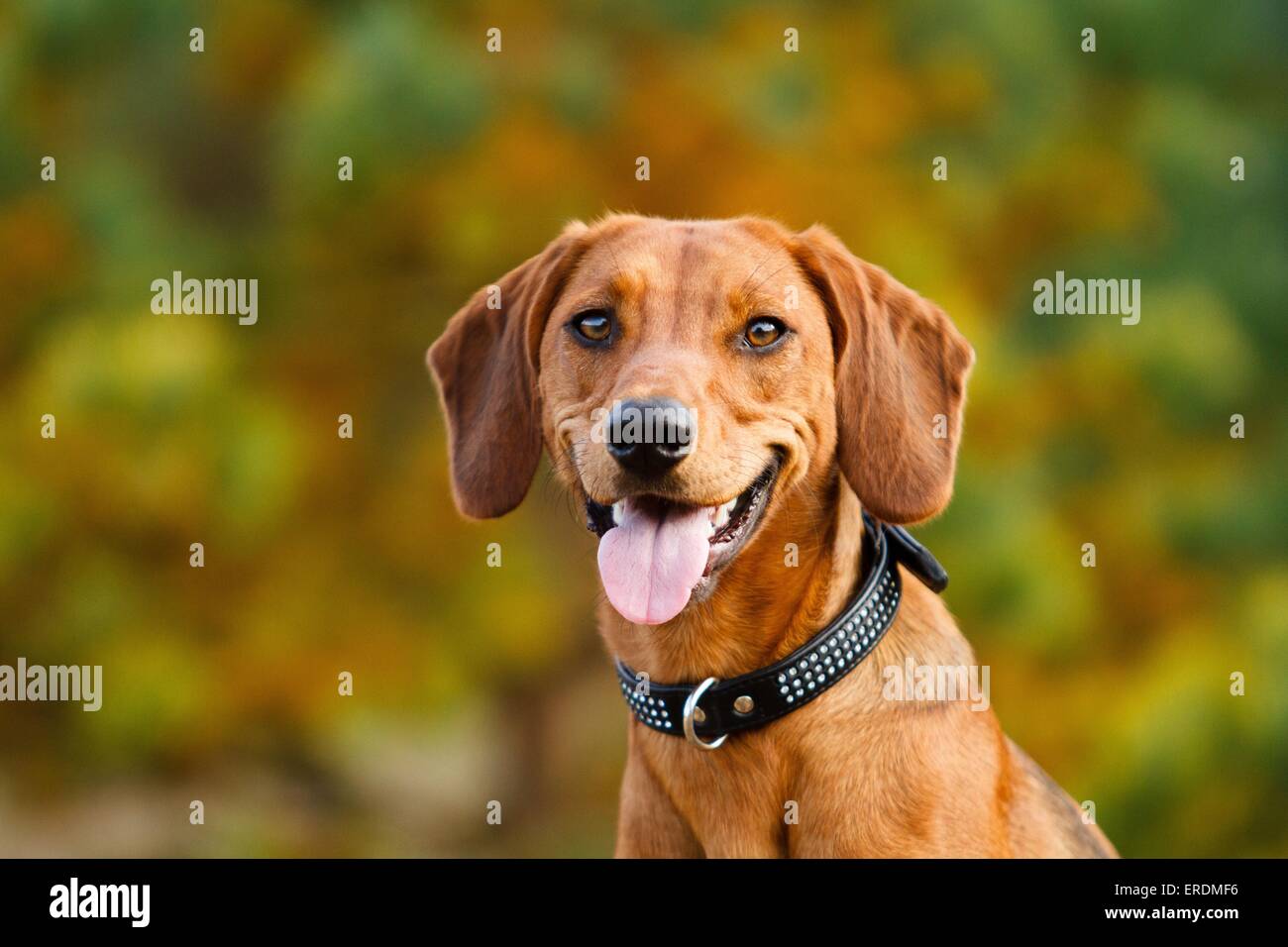 hound portrait Stock Photo