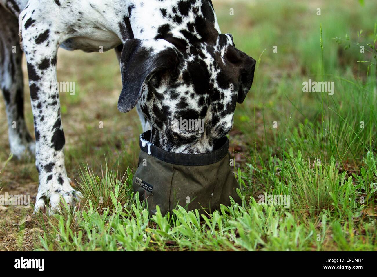 Great dane cheap drinking water