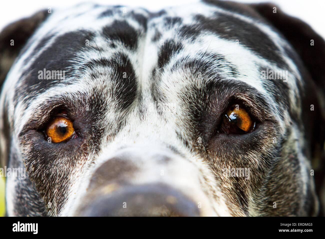 great dane eyes