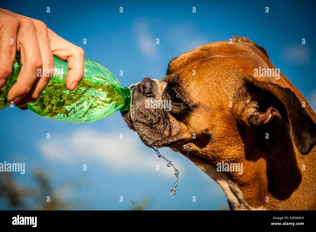 drinking German Boxer Stock Photo - Alamy