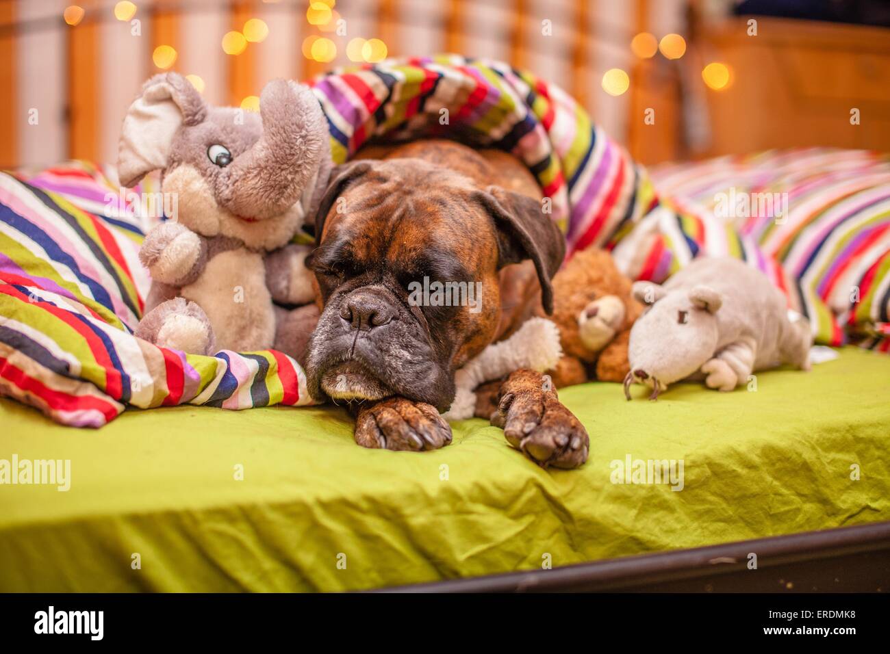 sleeping German Boxer Stock Photo