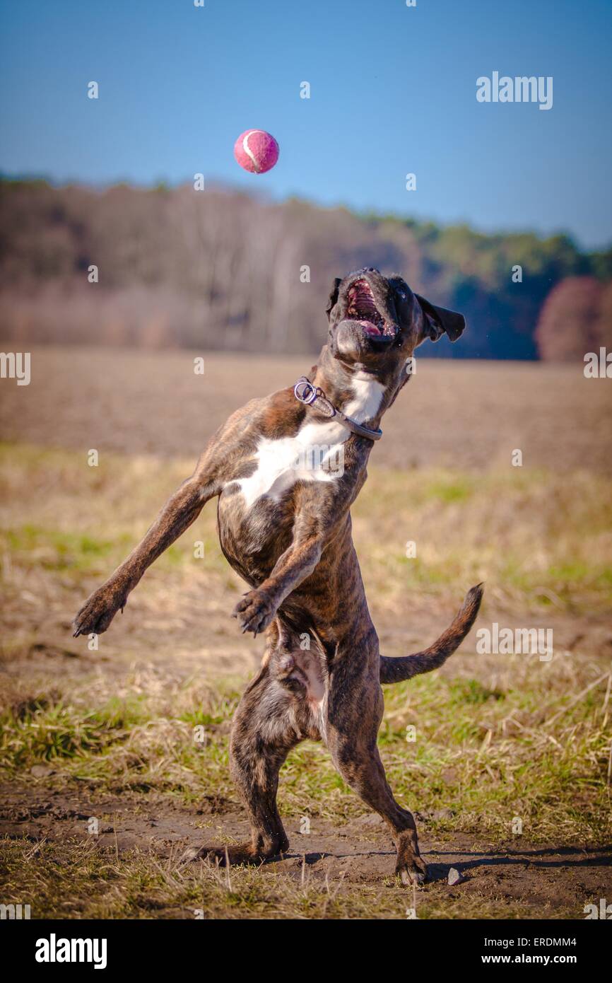 Boxer dog jumping hi-res stock photography and images - Alamy