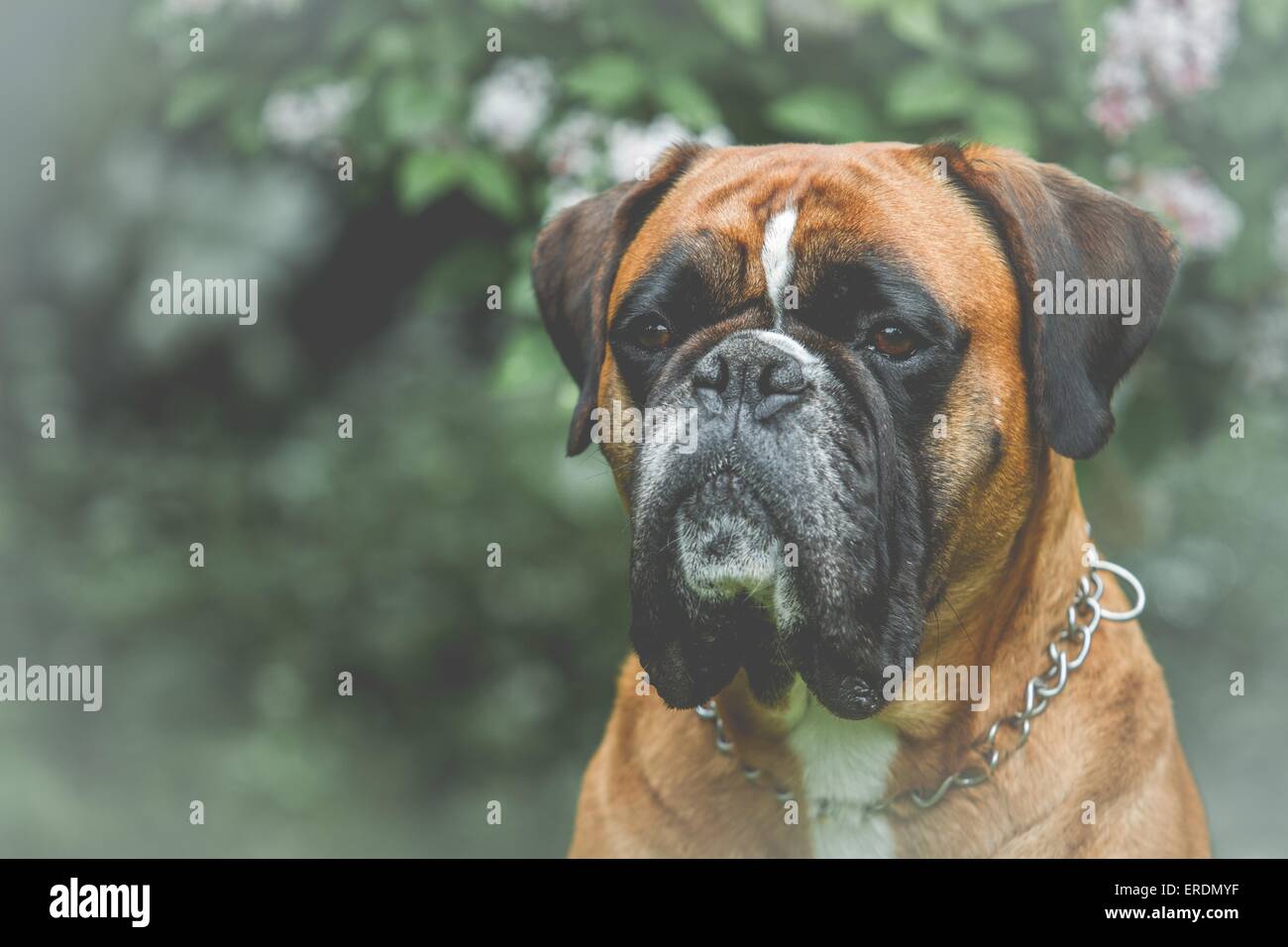German Boxer Portrait Stock Photo - Alamy