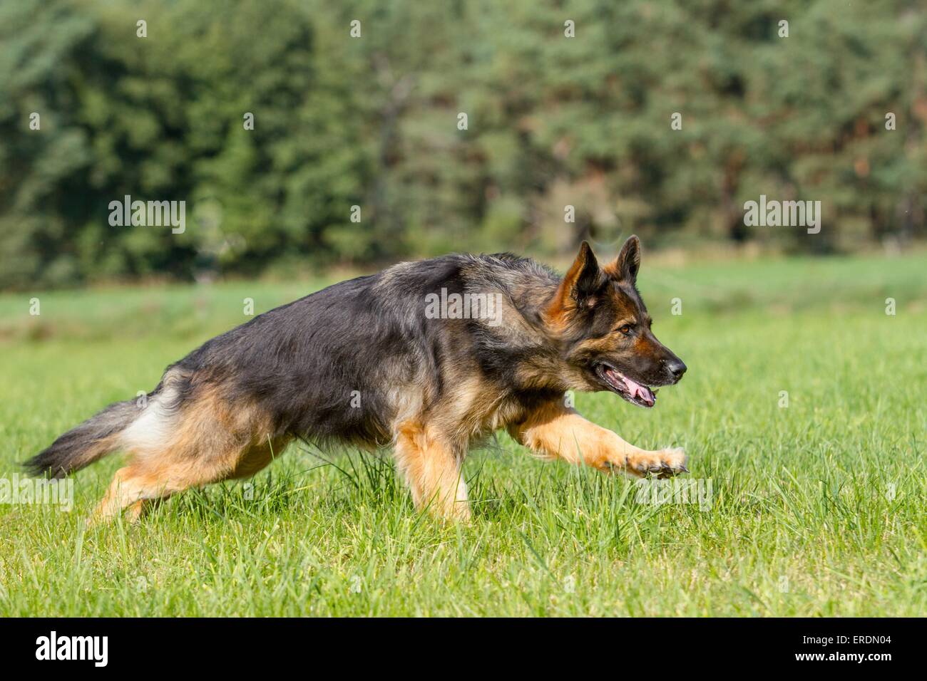 running German Shepherd Stock Photo Alamy