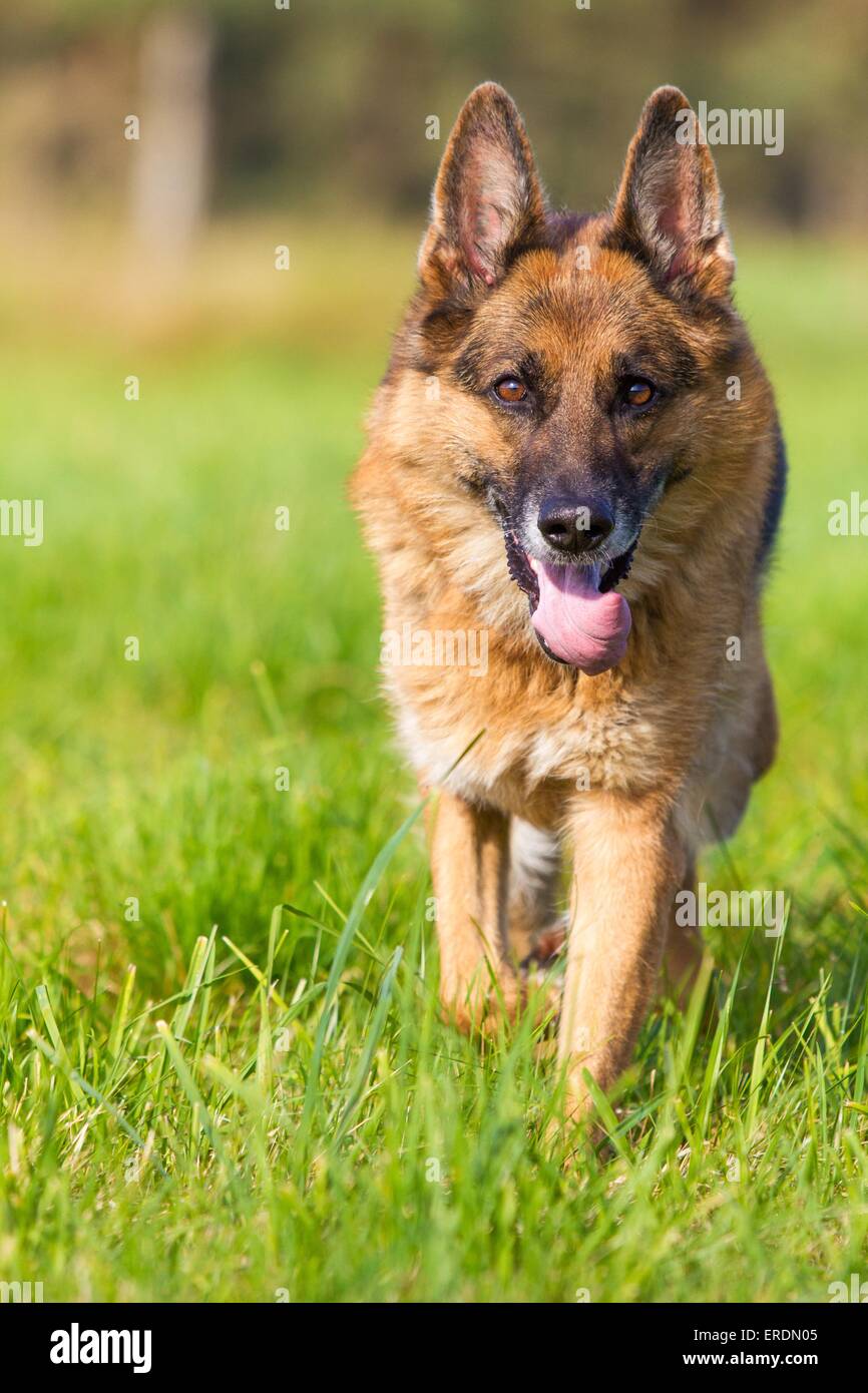 walking German Shepherd Stock Photo Alamy