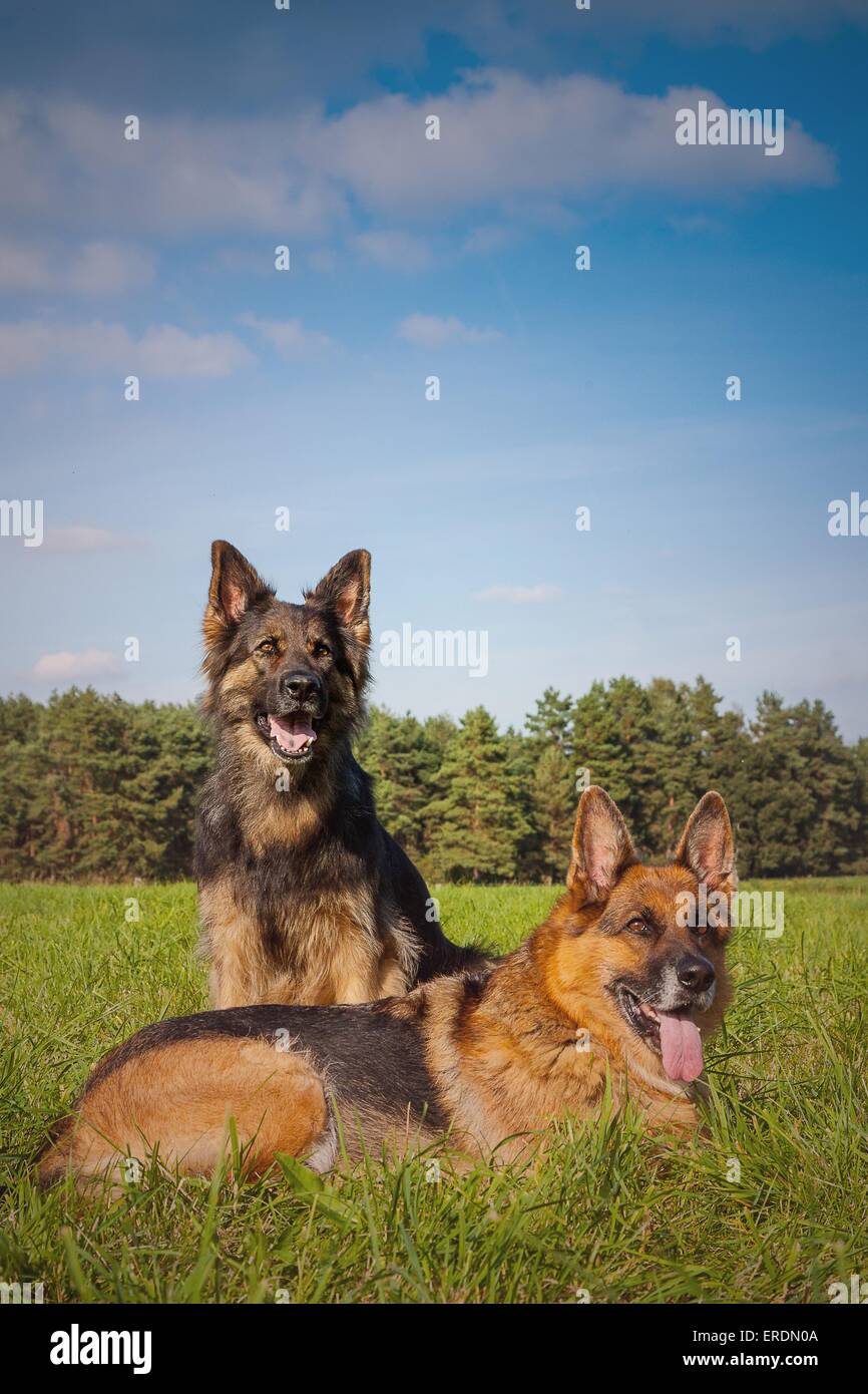 2 German Shepherds Stock Photo