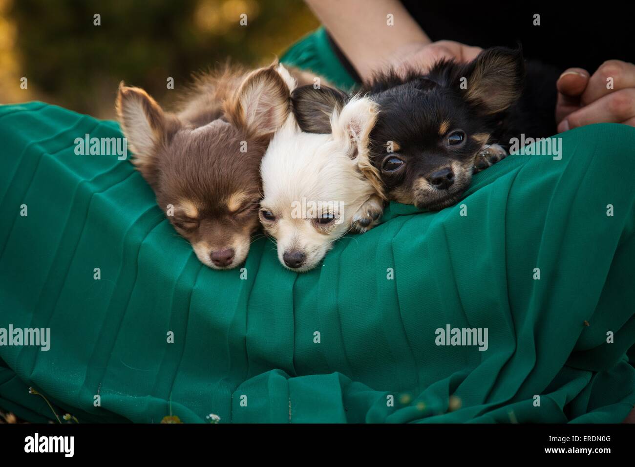 longhaired Chihuahua puppies Stock Photo