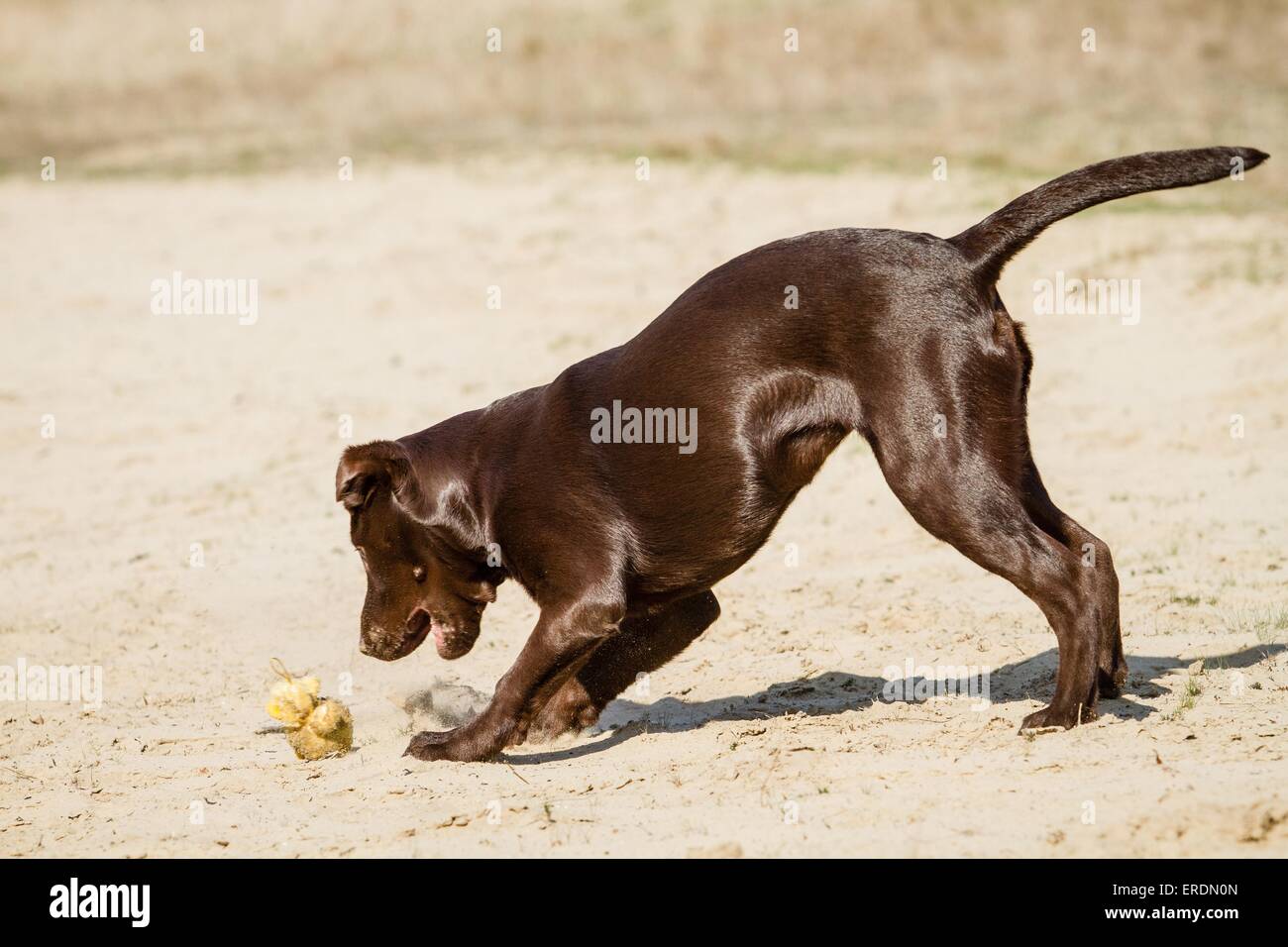 young Labrador Retriever Stock Photo