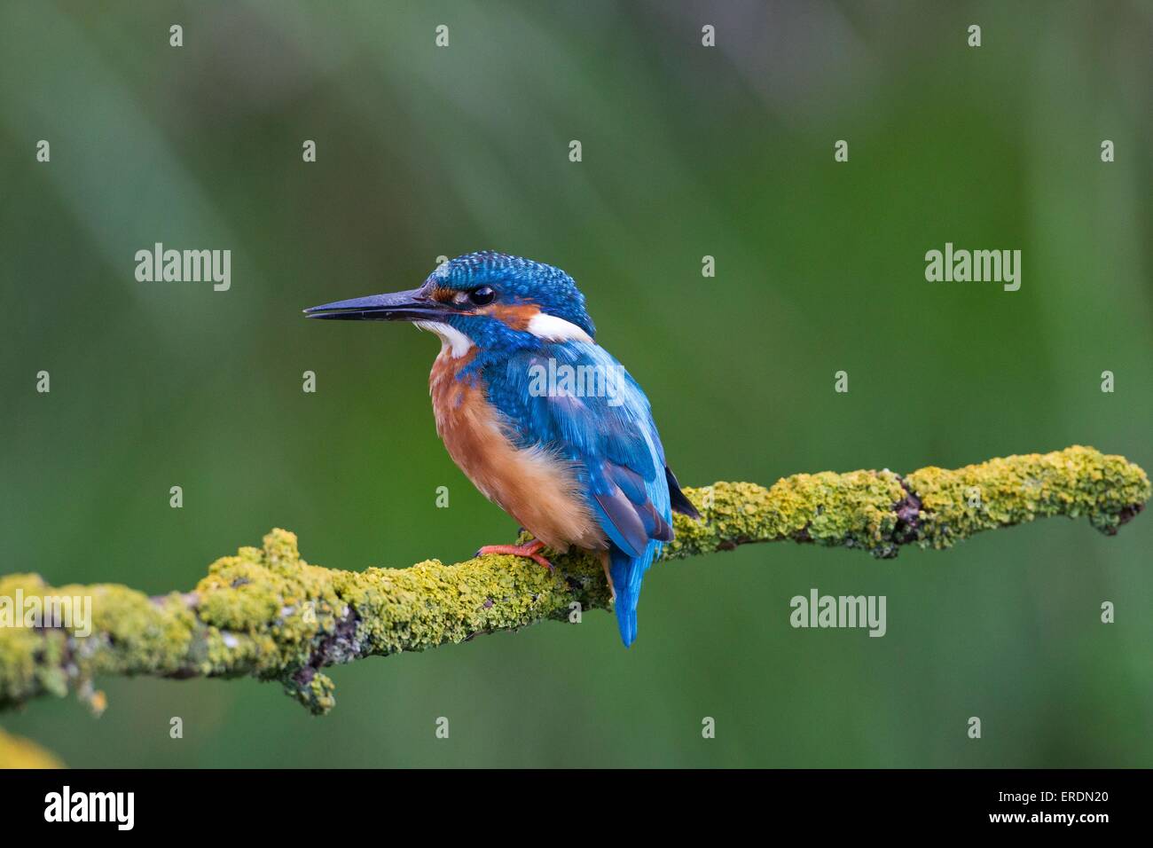 common river kingfisher Stock Photo