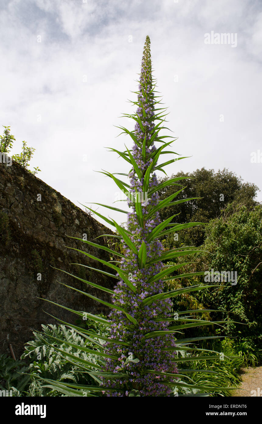 Echium tall spike garden blue flowers UK Stock Photo