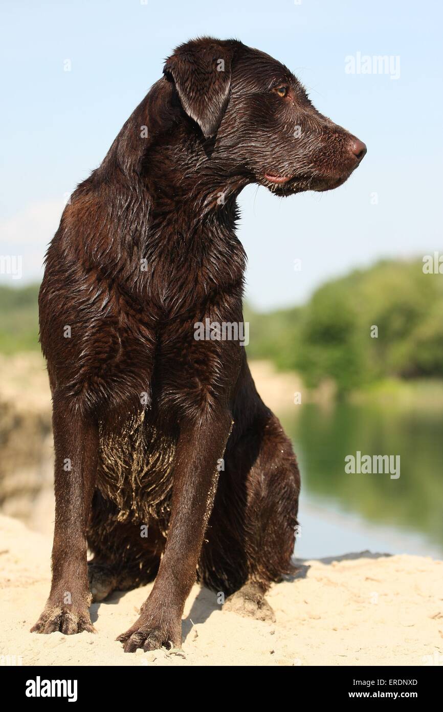 sitting Labrador Retriever Stock Photo - Alamy