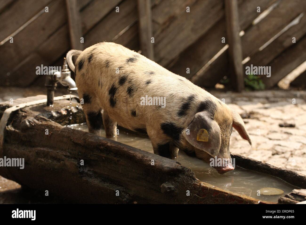 Pig Trough Stock Photos & Pig Trough Stock Images Alamy