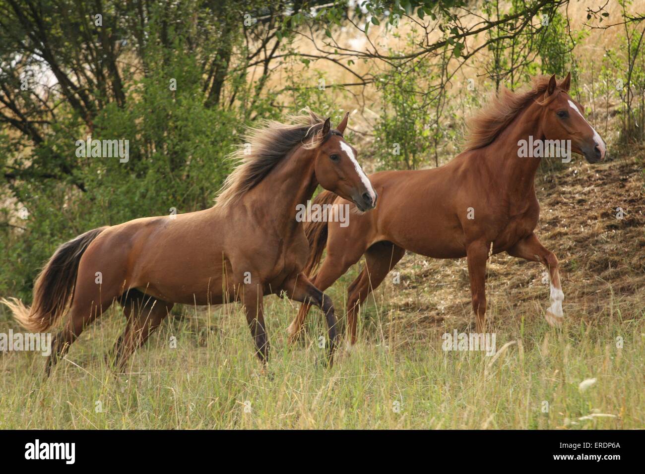 galloping Rocky Mountain Horses Stock Photo Alamy