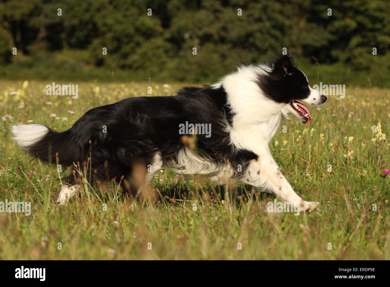 running Border Collie Stock Photo - Alamy