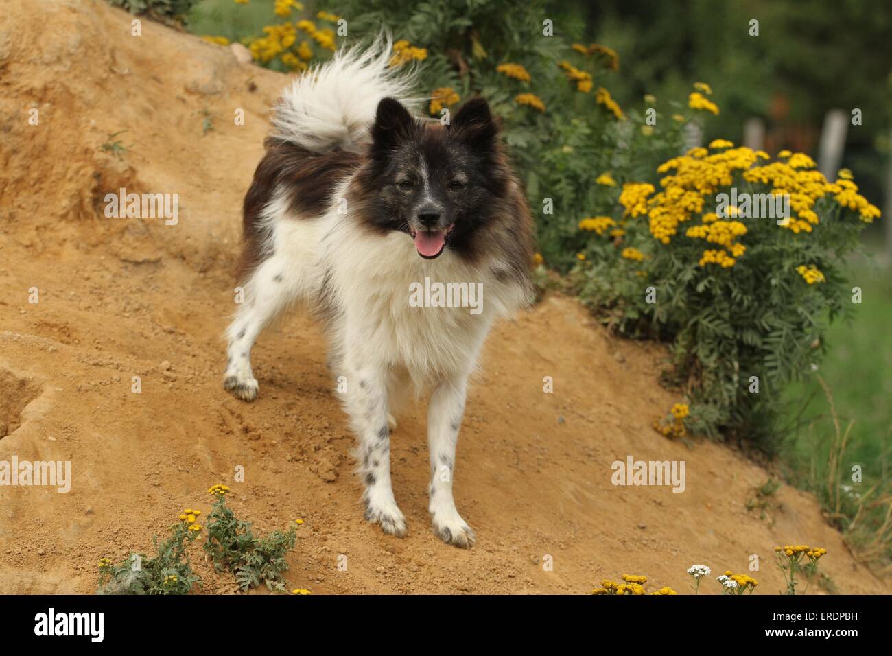 Miniature Spitz Stock Photo