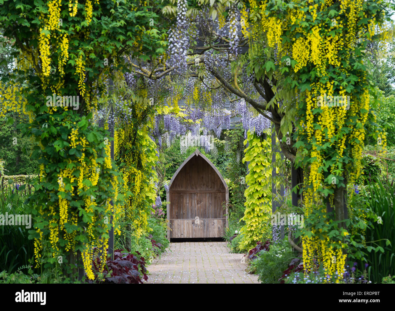 Laburnum and Wisteria archway at Ryton Organic gardens. Warwickshire, England Stock Photo