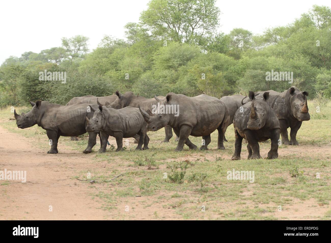 white rhinoceroses Stock Photo