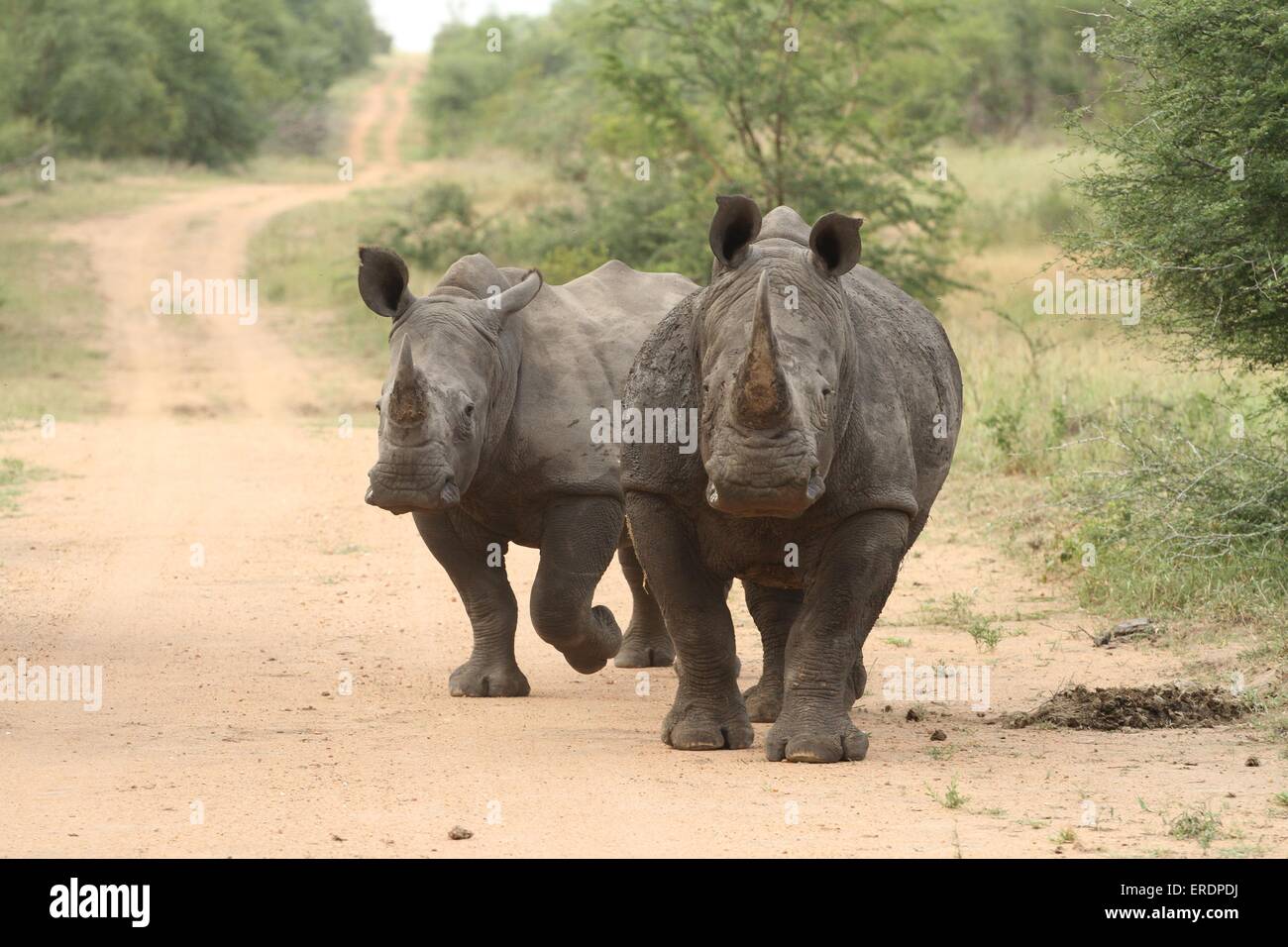 white rhinoceroses Stock Photo