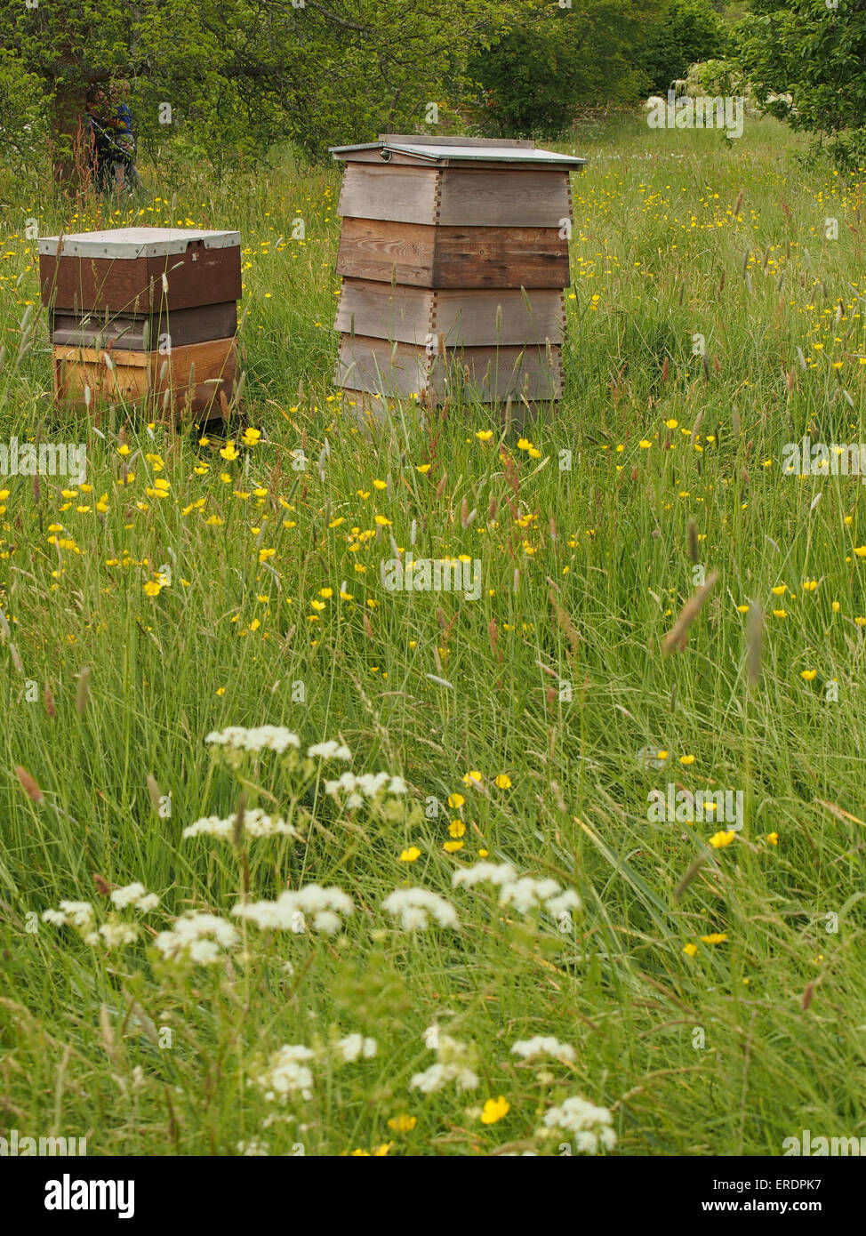 Wild beehives hires stock photography and images Alamy