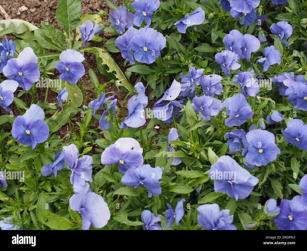 Group of flowering blue pansies planted in a garden Stock Photo