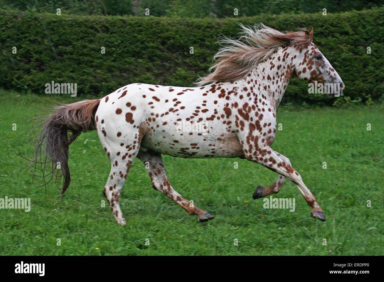 1,635 Appaloosa Stock Photos - Free & Royalty-Free Stock Photos from  Dreamstime