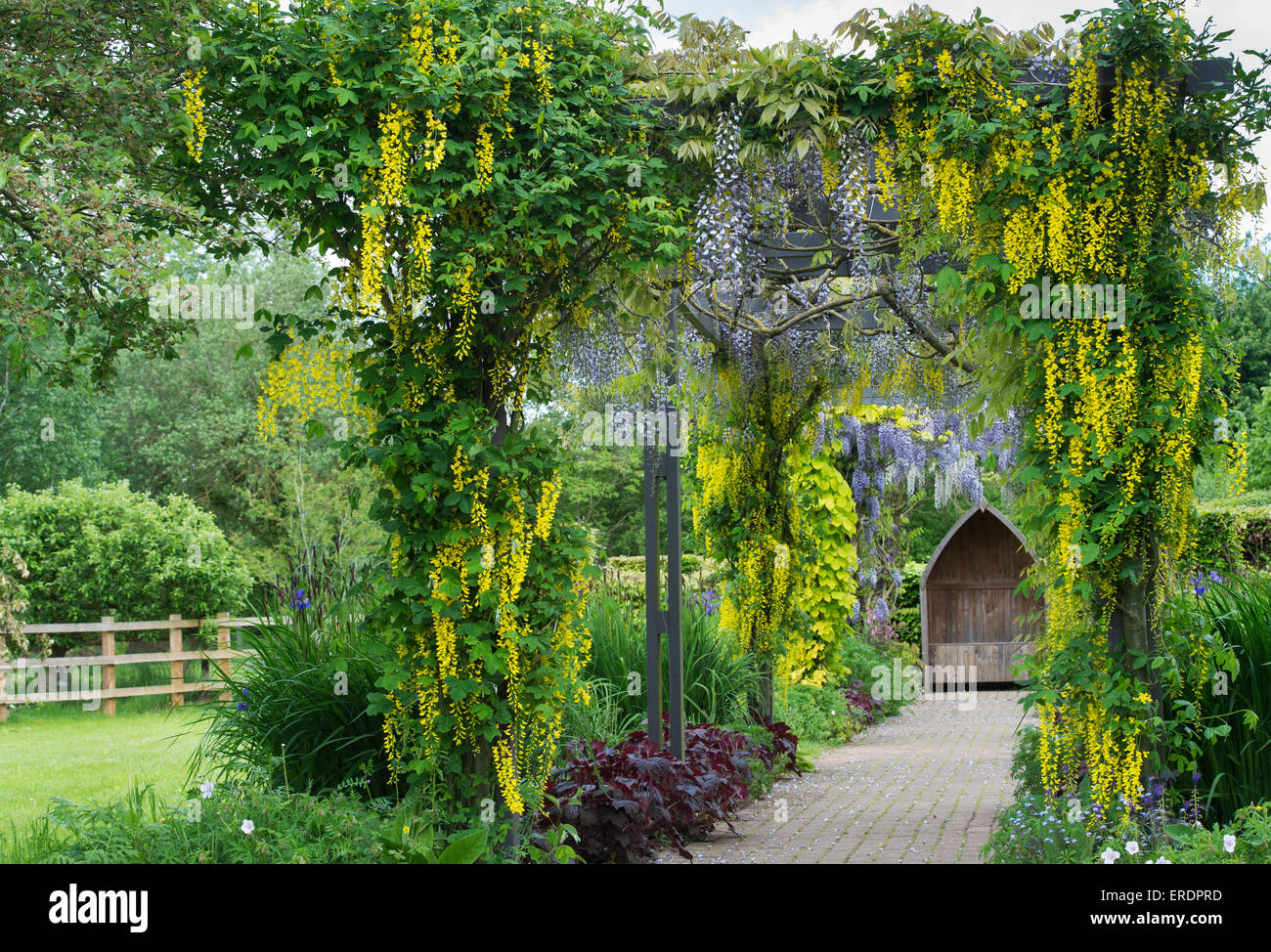 Laburnum and Wisteria archway at Ryton Organic gardens. Warwickshire, England Stock Photo