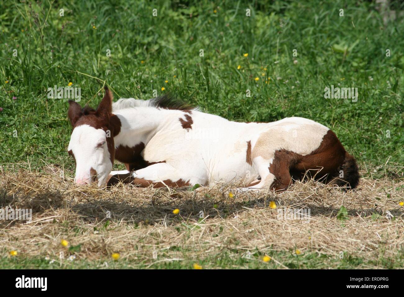 Paint Horse foal Stock Photo Alamy