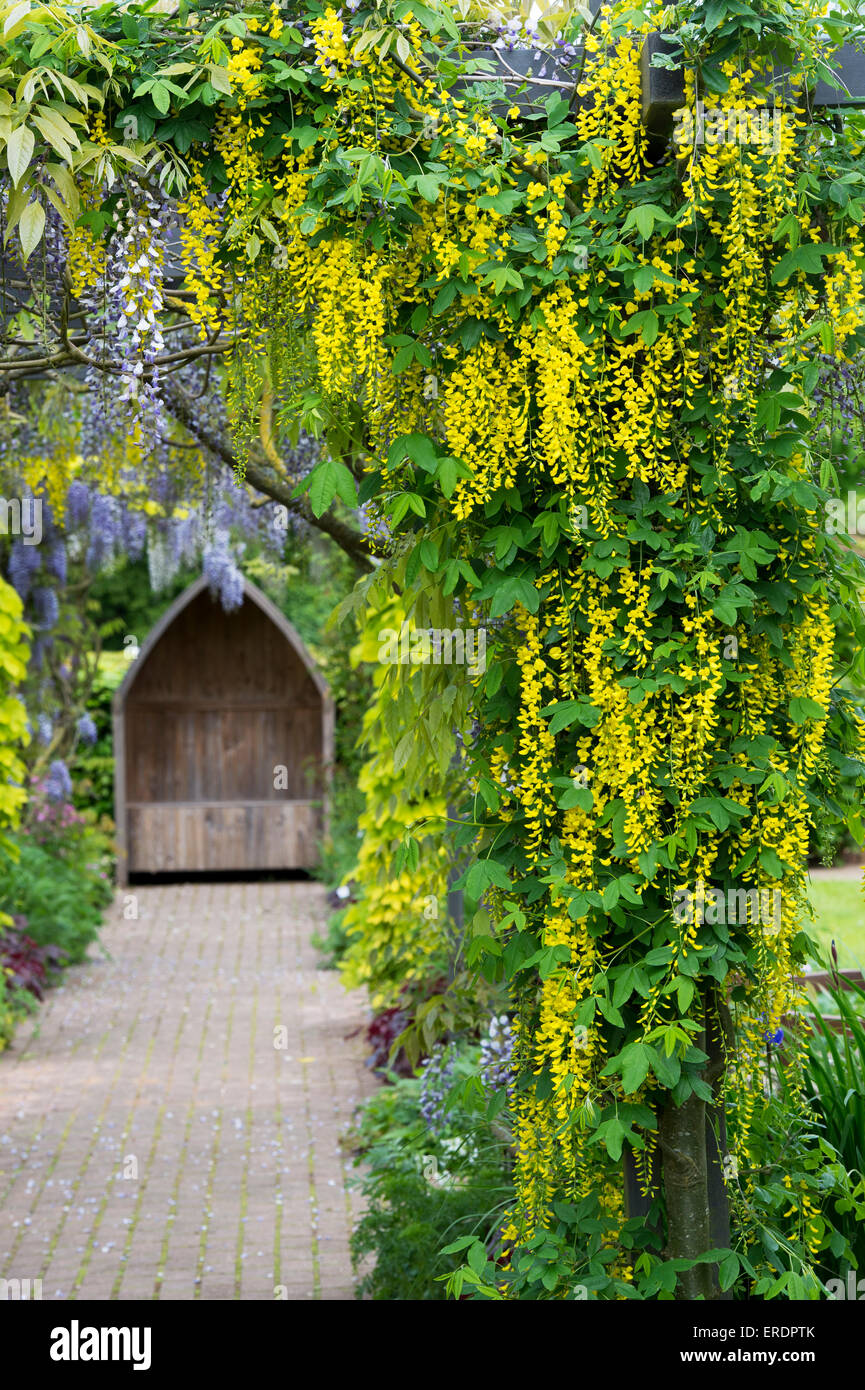 Laburnum and Wisteria archway at Ryton Organic gardens. Warwickshire, England Stock Photo