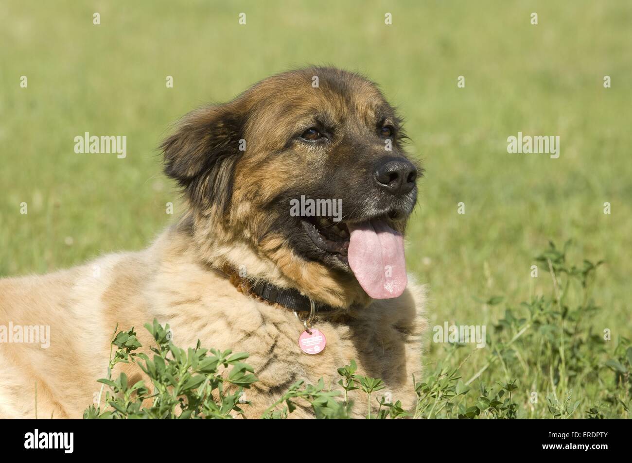 Estrela-dog Portrait Stock Photo