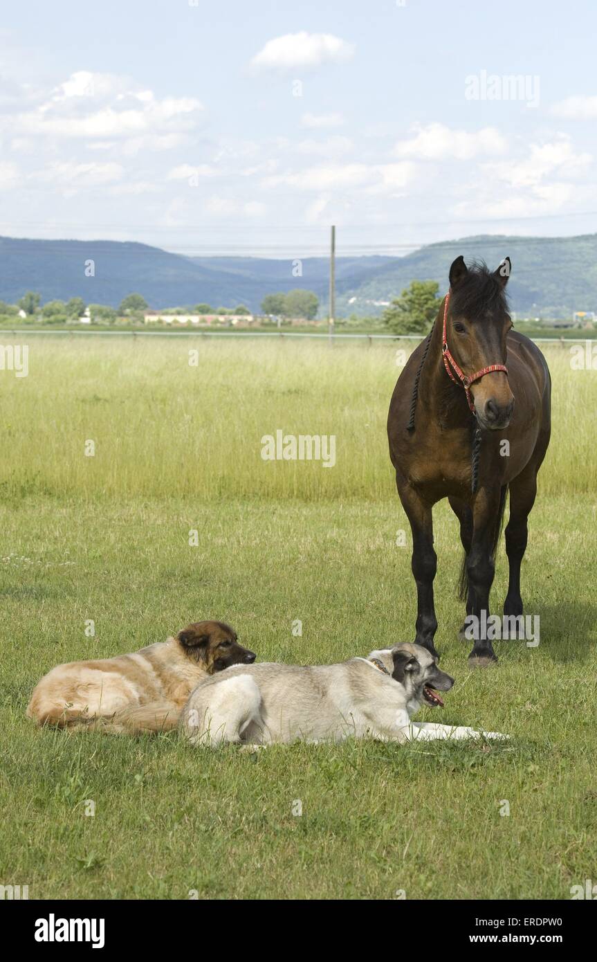 dogs and horse Stock Photo