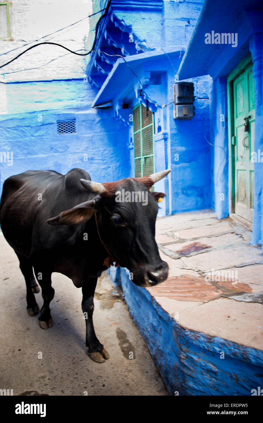India, Rajasthan, Jodhpur, cow Stock Photo Alamy