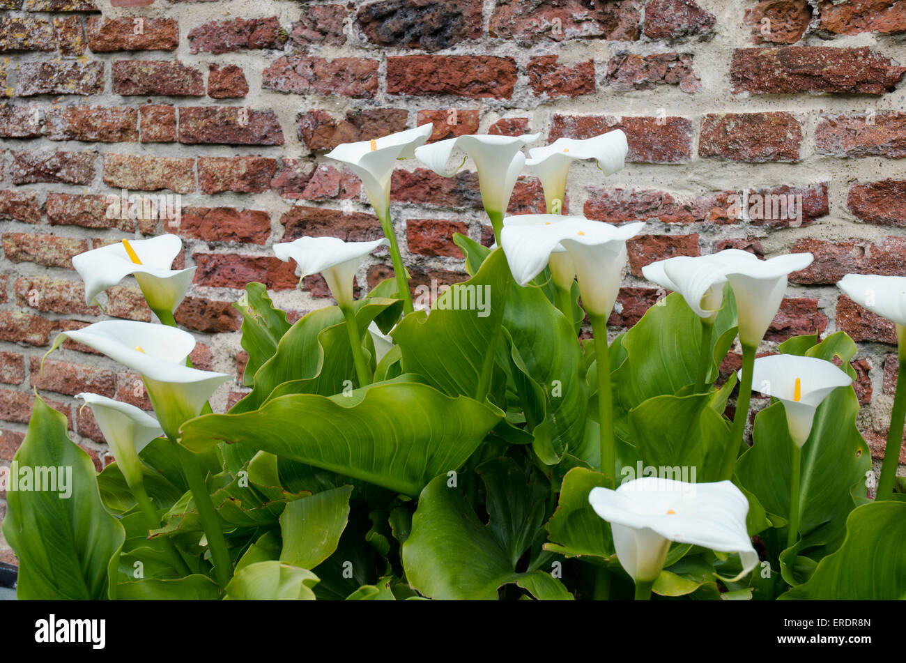 Spathiphyllum Peace Lily plants in the family Araceae, Stock Photo
