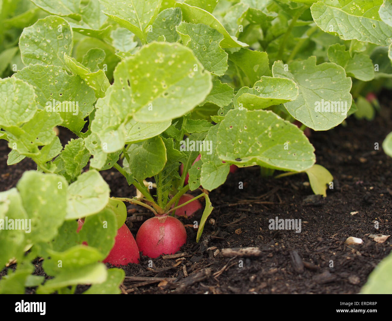 Mature radishes growing in the ground Stock Photo 83282214 Alamy