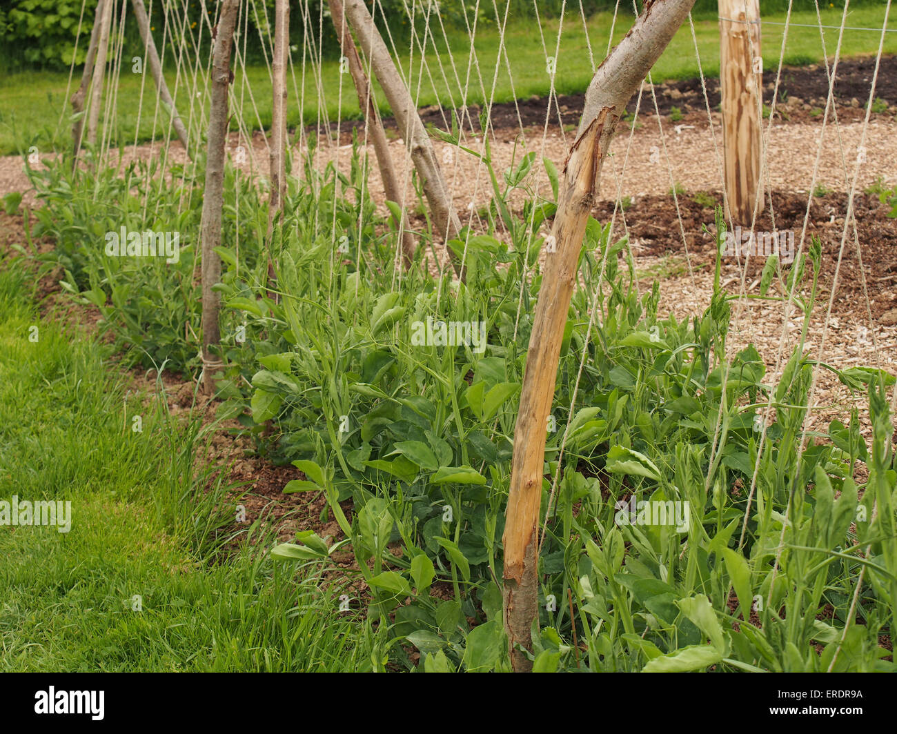 Flourishing Sweet peas on an allotment in springtime growing up wooden