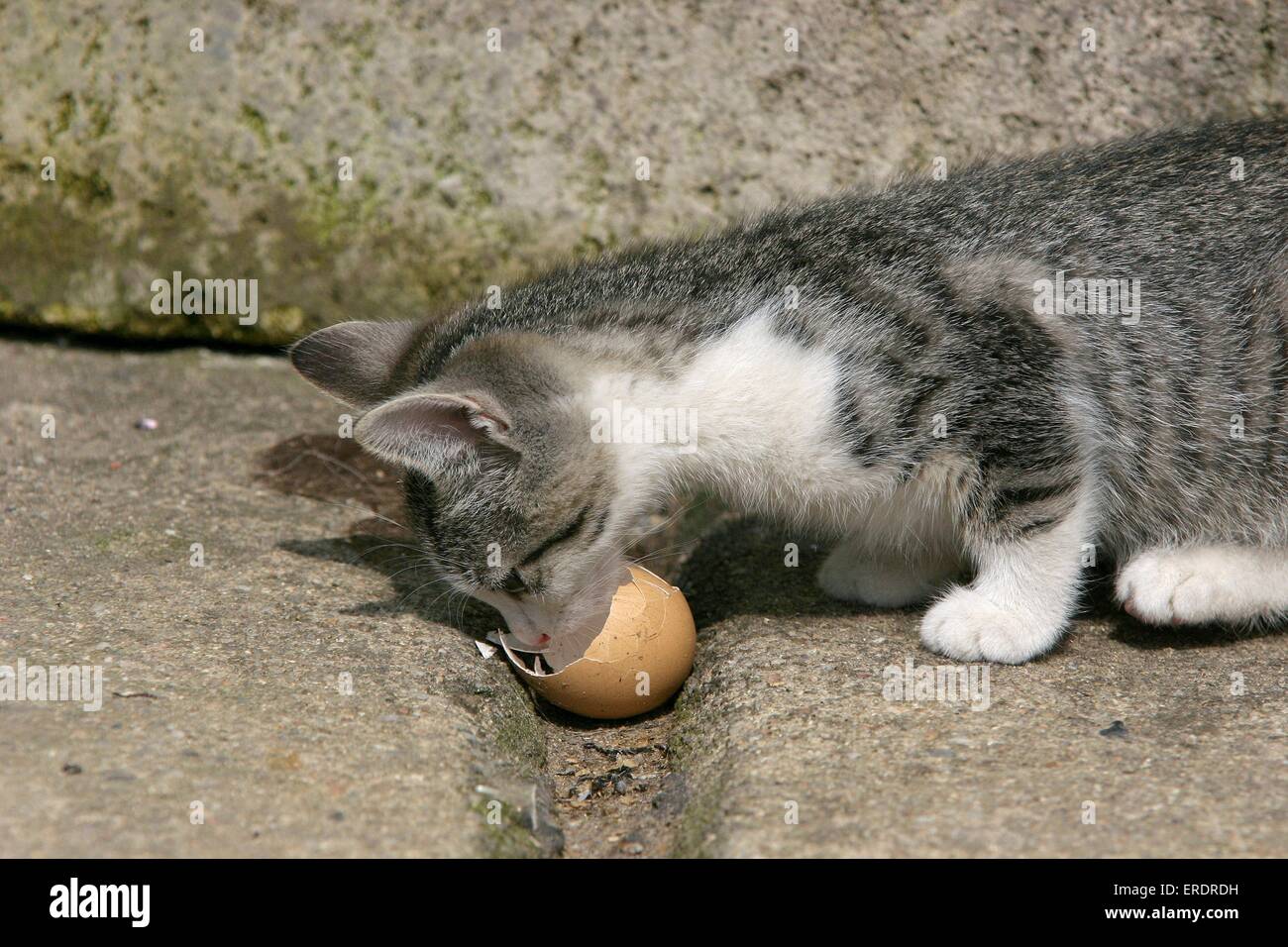 Piebald cat hires stock photography and images Alamy