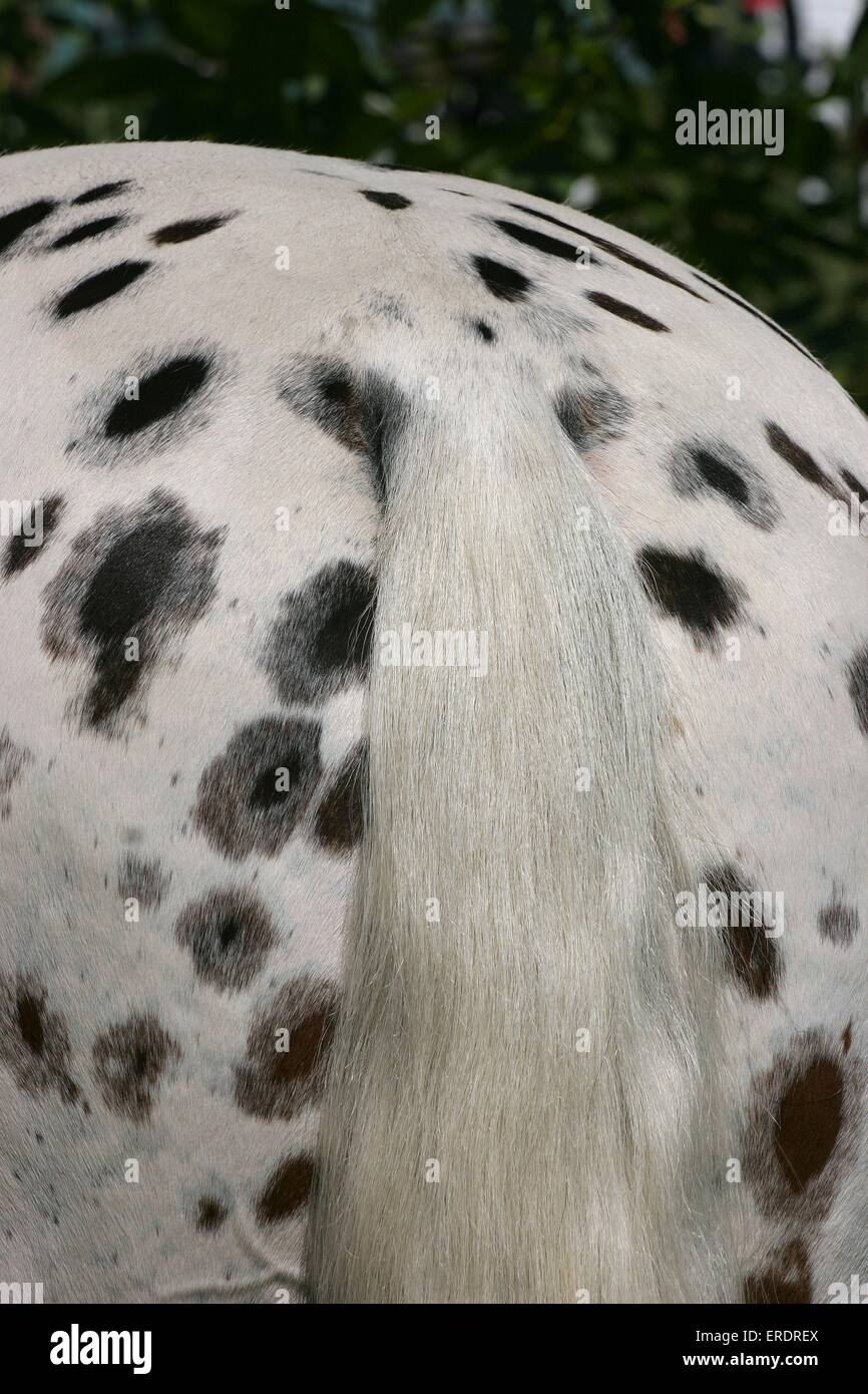backside of horse Stock Photo - Alamy