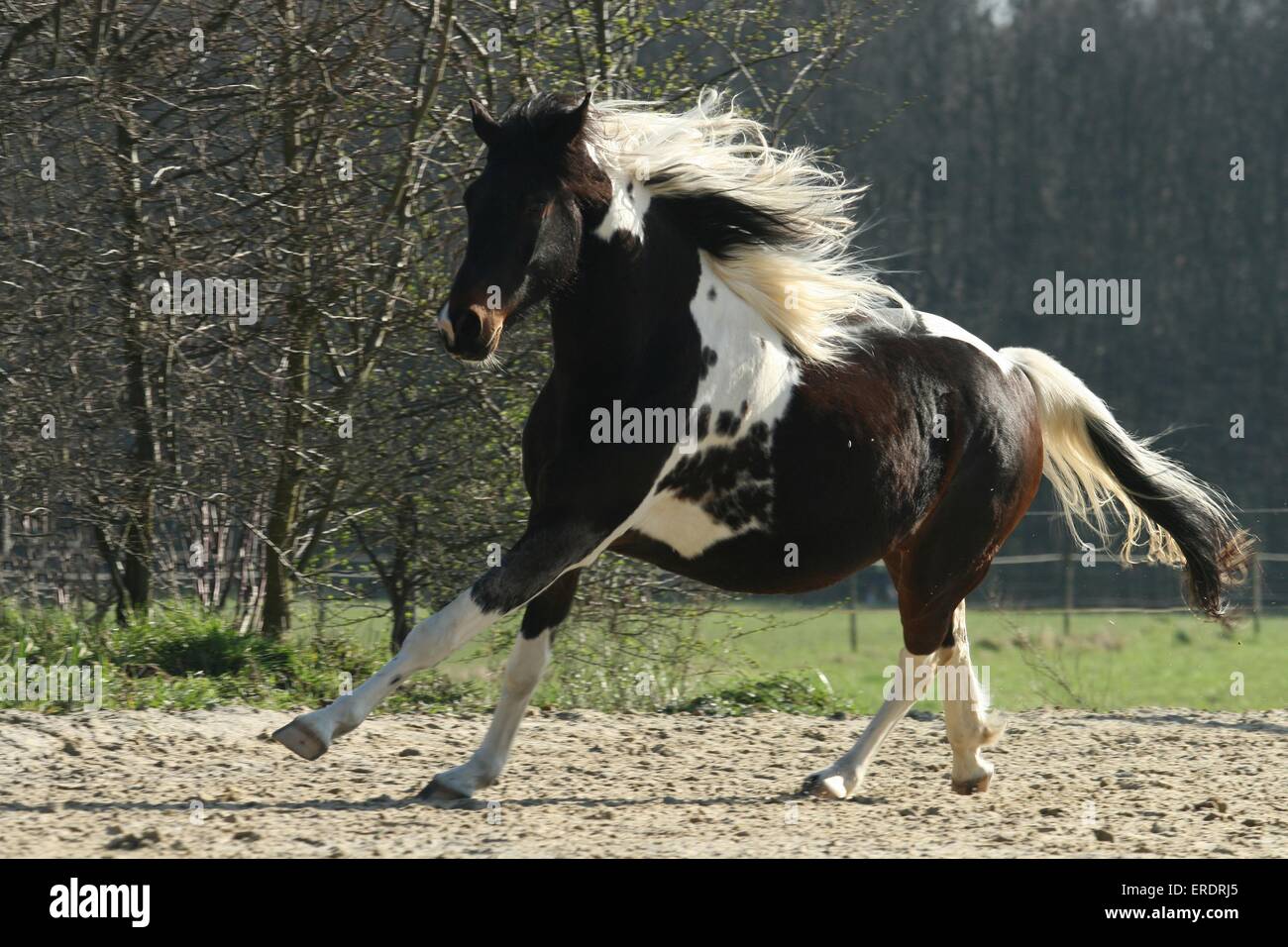 galloping Lewitzer Stock Photo