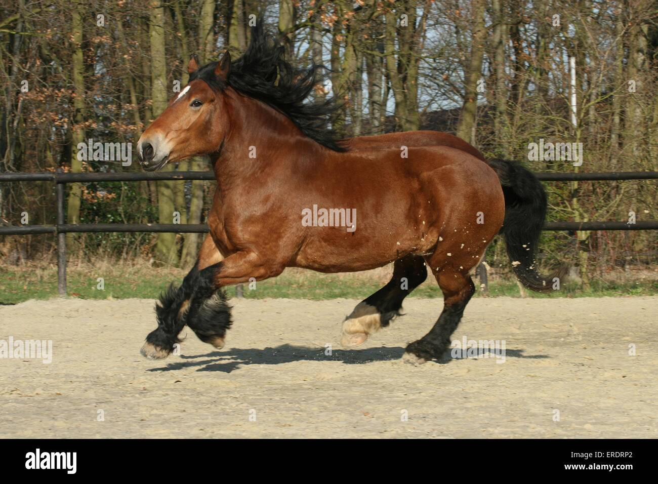 galloping coldblood Stock Photo