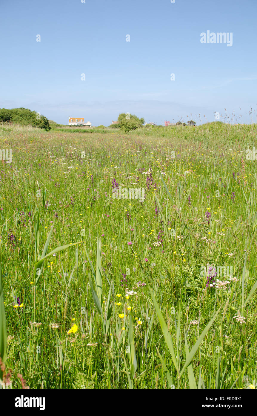 Guernsey Orchid Meadows Les Vicheries  Channel Islands Stock Photo