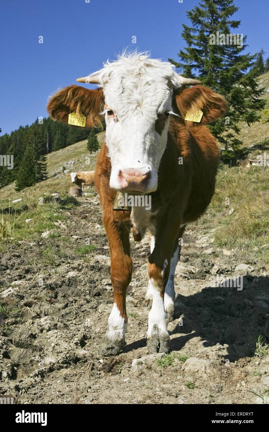 simmental breed Stock Photo