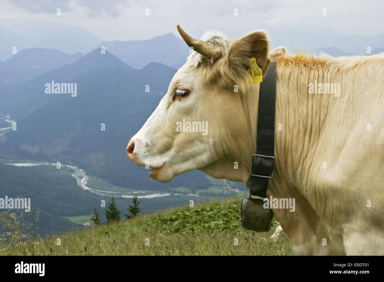 Simmental Breed Stock Photos & Simmental Breed Stock Images - Alamy