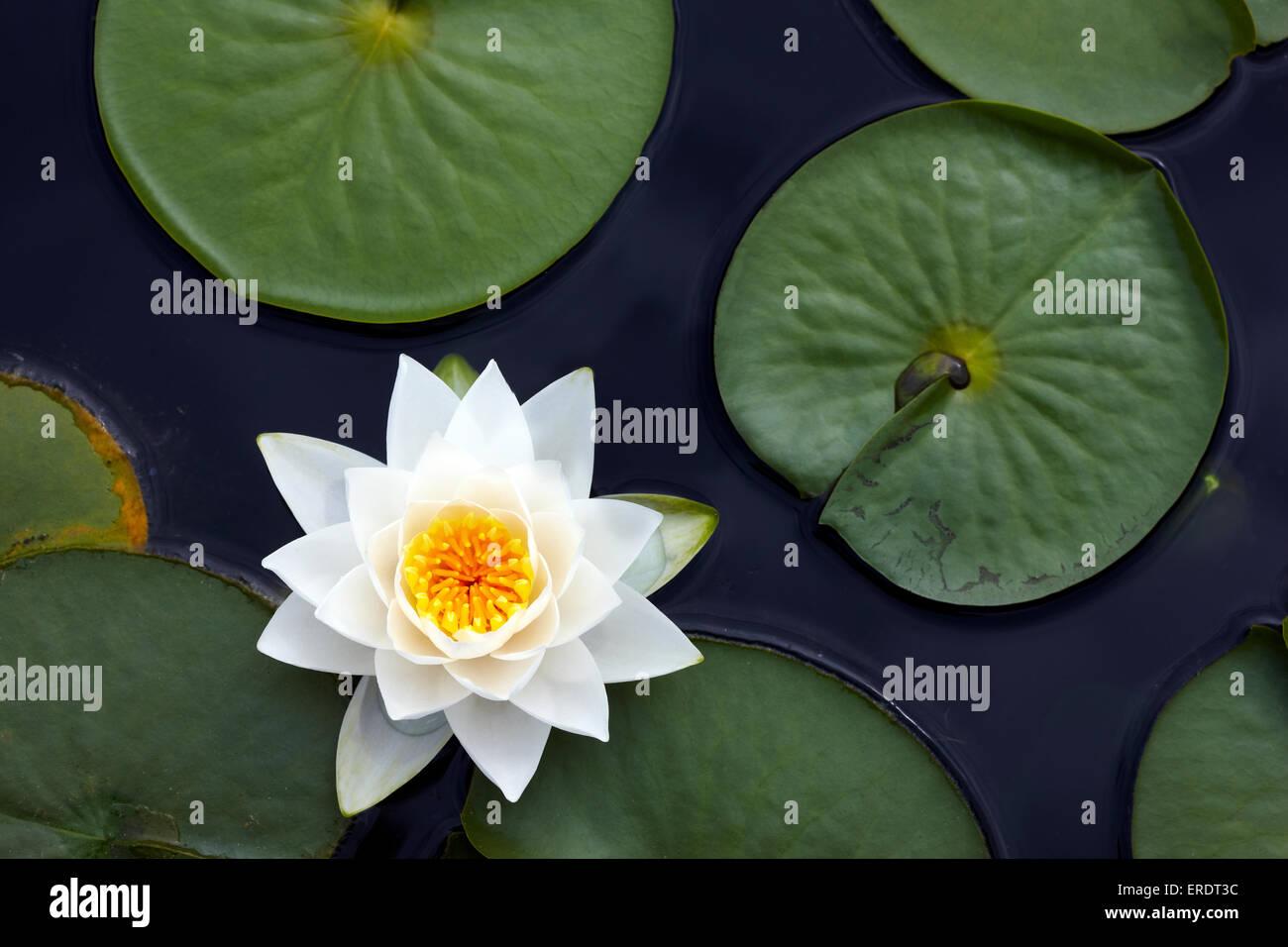 Water lily flower. Nymphaeaceae Stock Photo